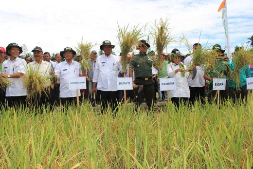 Penyuluh dan TNI Sangat Berperan Tingkatkan Hasil Panen Padi Petani di Pesisir Selatan