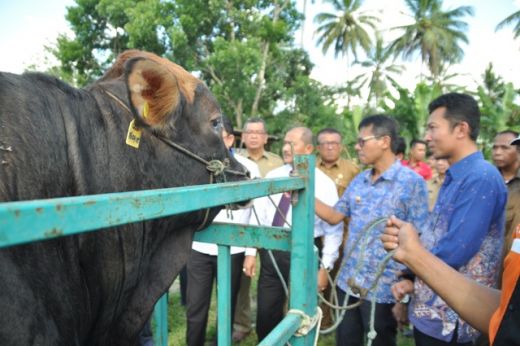 Sumatera Barat Targetkan Pengembangan Sapi Potong Hingga 2 Juta Ekor