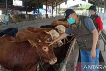 Hadapi Idul Adha, Solok Selatan Batasi Penjualan Ternak Ruminansia ke Luar Daerah