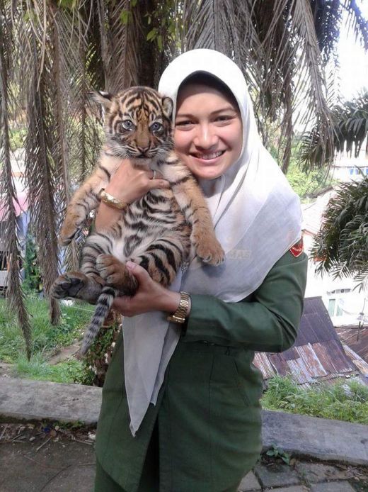 Ini Kata Dokter Hewan TMSBK Bukittinggi Terkait Matinya Anak Harimau Sumatera