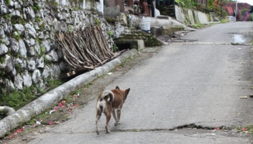 Populasi Anjing Liar Tinggi, Warga di Pesisir Selatan Dihimbau Waspada Ancaman Rabies