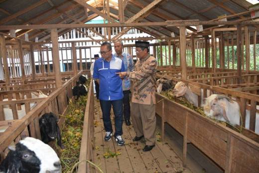 Kunjungi Peternakan Kambing Tanah Datar, Ketua MPR Minta Peternak Kembangkan Agrowisata
