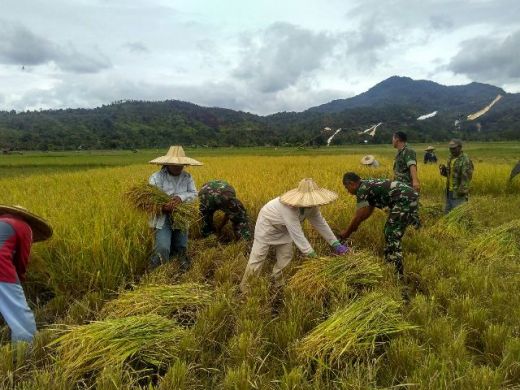 TNI Bantu Petani Panen Padi, Poktan Sehati Nagari Sarilamak Senang