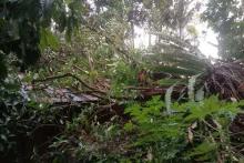 Akibat Hujan dan Angin Kencang, Pohon Jambu Setinggi 15 Meter Timpa Rumah Warga Padang