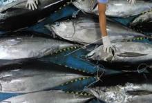 April 2022, Nilai Ekspor Hasil Perikanan Sumbar Capai Rp4,5 Miliar