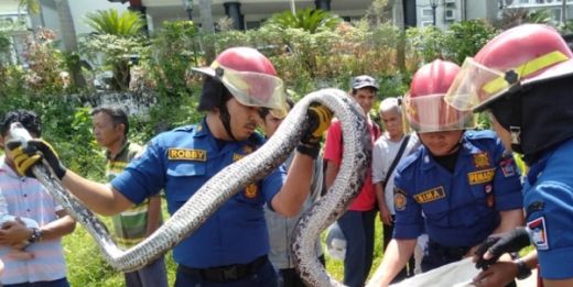 Piton Sepanjang 3 Meter Ditangkap di Pemukiman Warga di Padang