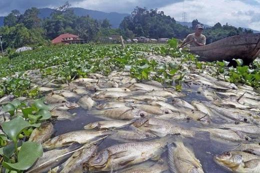 KPK Identifikasi Bencana Ekologis Danau Maninjau