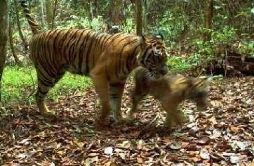 Harimau Kembali Muncul di Palupuah Agam, BKSDA Sumbar Lepas Kambing untuk Umpan tapi Belum Berhasil