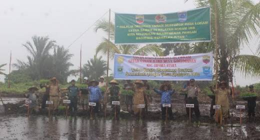 25 Hektar Lahan Sawah Baru Ditanami Padi Serentak di Kepulauan Mentawai