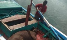 Tim SAR Gabungan Evakuasi Kapal Bawa Hewan Kurban yang Mati Mesin di Perairan Rokot