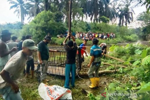 Warga Sungai Batang Alahan Agam Diseret Buaya HIngga Meninggal, BKSDA Pasang Perangkap