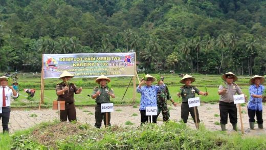 Tanam Padi di Pesisir Selatan, Danrem 032 Wirabraja Terget Produksi Padi Verietas Kartika 1-82 Mencapai 9 Ton/Hektar