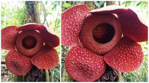 Baru Pertama Kali... Bunga Rafflesia Cagar Alam Maninjau Mekar di Atas Pohon