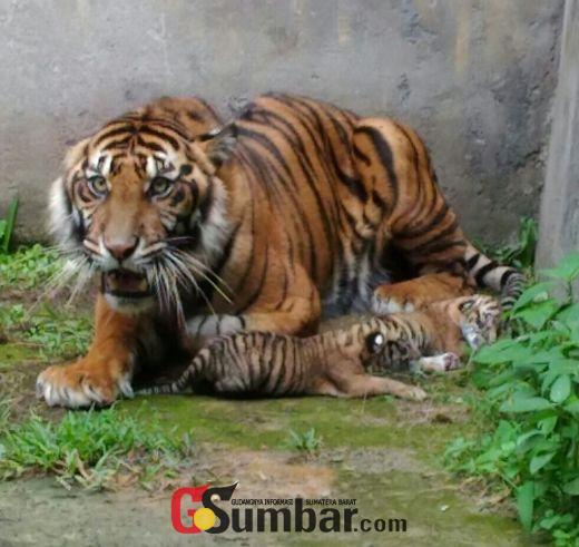 Butuh Perawatan Khusus, Dua Bayi Harimau Sumatera yang Lahir Bulan Januari Lalu Masih Dikarantina