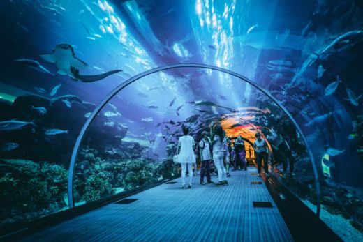 Melihat Keindahan Bawah Laut di Jakarta Aquarium Indonesia