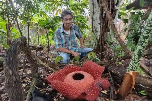 Sembilan Tahun Menanti, Rafflesia di Batang Palupuh Akhirnya Mekar Berseri
