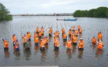 Peringati Hari Keanekaragaman Hayati Sedunia, Pupuk Kaltim Tanam 1.500 Bibit Mangrove di Perairan Bontang