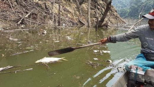 Diduga Tercemar Tambang Timah, Ribuan Ikan Mati di Hulu Sungai Batang Maek Pangkalan