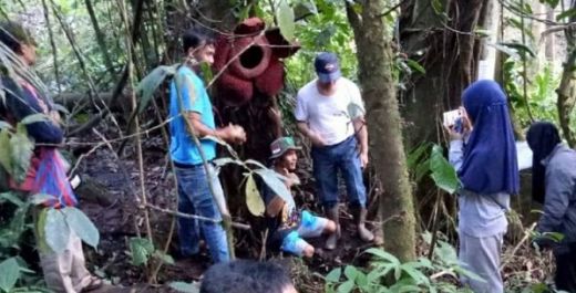 Ratusan Wisatawan Asing dan Lokal Saksikan Rafflesia yang Mekar di Batang Pohon di Maninjau