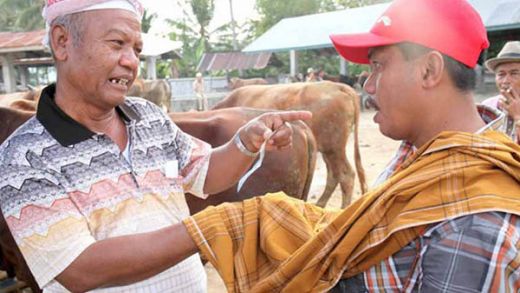 Tradisi Marosok, Cara Unik Jual - Beli Ternak di Minangkabau
