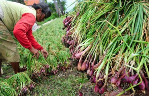 Pertanian Sumbar Luar Biasa, Bahkan Bawang Penyuplai Kebutuhan Bagian Barat Indonesia, Tapi Warga Lebih Memilih Berdagang