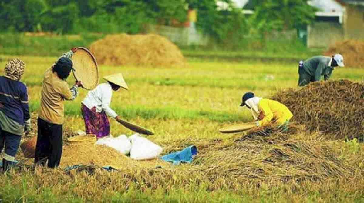 Kementan Buka Peluang Petani Milenial, Gaji Hingga Rp 10 Juta Lewat Brigade Pangan