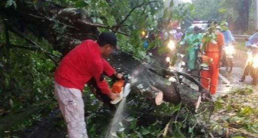 Hujan Deras dan Angin Kencang di Kota Padang, Banyak Pohon yang Tumbang