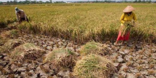 Tanpa Bantuan Dinas Pertanian, Petani Sipora Selatan Mampu Hasilkan 3 Ton Padi per Hektar