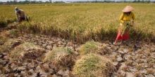Tanpa Bantuan Dinas Pertanian, Petani Sipora Selatan Mampu Hasilkan 3 Ton Padi per Hektar
