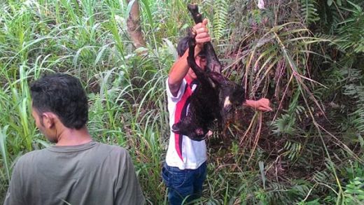 Harimau Berkeliaran di Perkampungan, Warga Ngalau Baribuik Padang Ketakutan, Tiga Kambing Jadi Korban