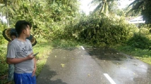 Pohon Tumbang, Badan Jalan di Kecamatan Ulakan Tapakis Sempat Terputus