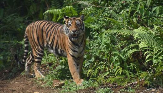 BKSDA Pasang Perangkap untuk Tangkap Harimau yang Masuk ke Pemukiman Warga