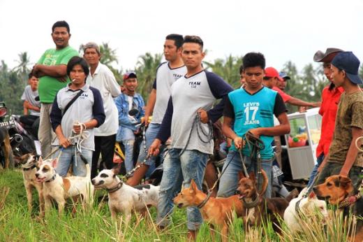 Wow..., Perputaran Uang Tradisi Berburu Babi Selama Dua Hari di Sumbar Capai Rp500 juta