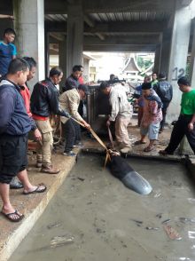 Sempat Kabur dari TMSBK, Tapir Ini Ditangkap Lagi di Areal Istana Bung Hatta Bukittinggi