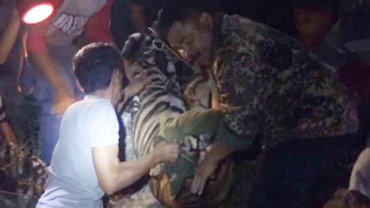 Masuk Pemukiman, Seekor Harimau Ditembak dengan Bius di Lubuk Kilangan Padang