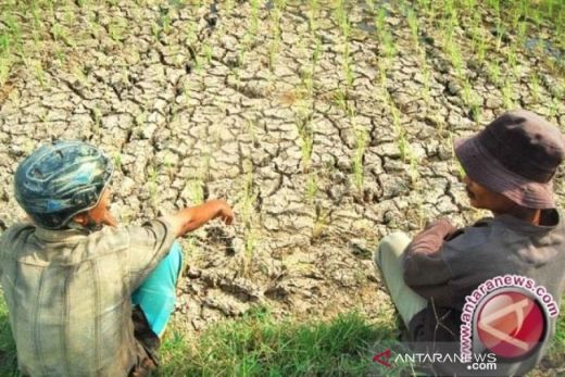Kemarau, Petani Keluhkan Saluran Irigasi yang Tidak Kunjung Diperbaiki