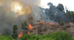 Negeri Jiran Malaysia Siap Bantu Indonesia Padamkan Kebakaran Hutan