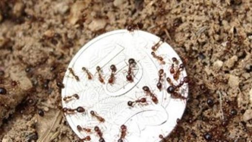 Ditemukan Semut Jenis Baru di Sumbar, Diberi Nama Odontomachus Minangkabau